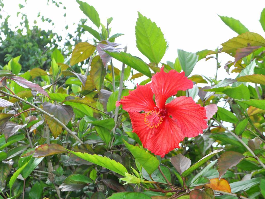 Nakijin No Yado Hibiscus Hotel Eksteriør billede